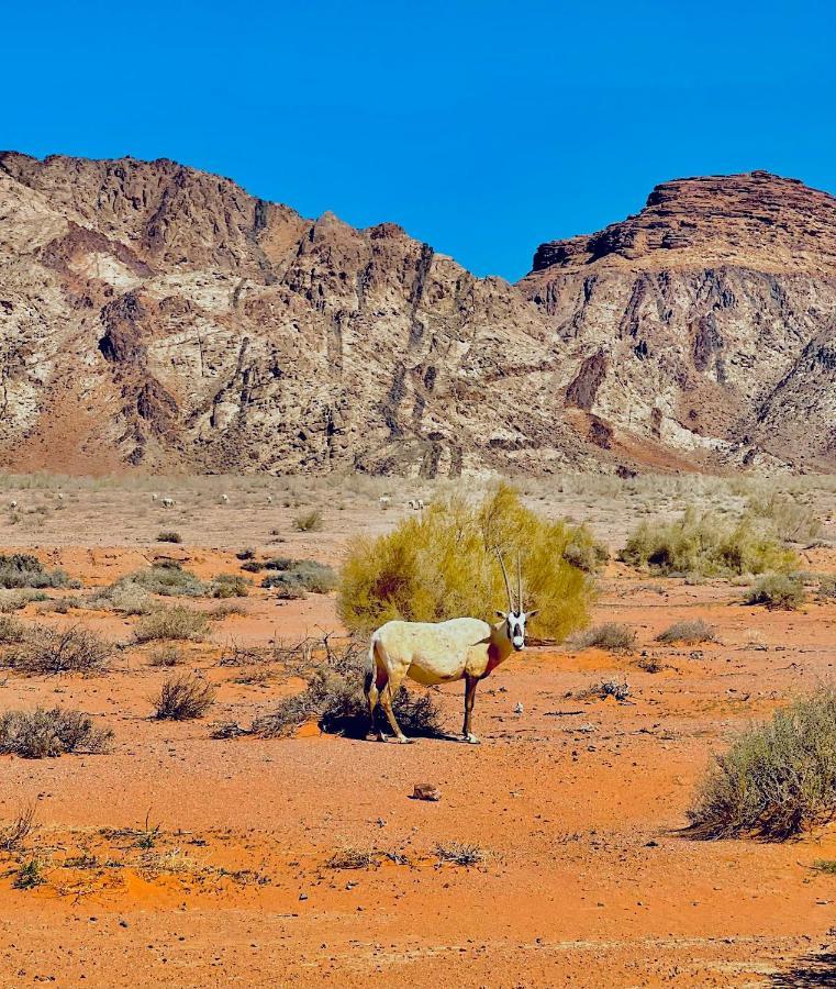 Raja Camp Hotel Wadi Rum Exterior photo